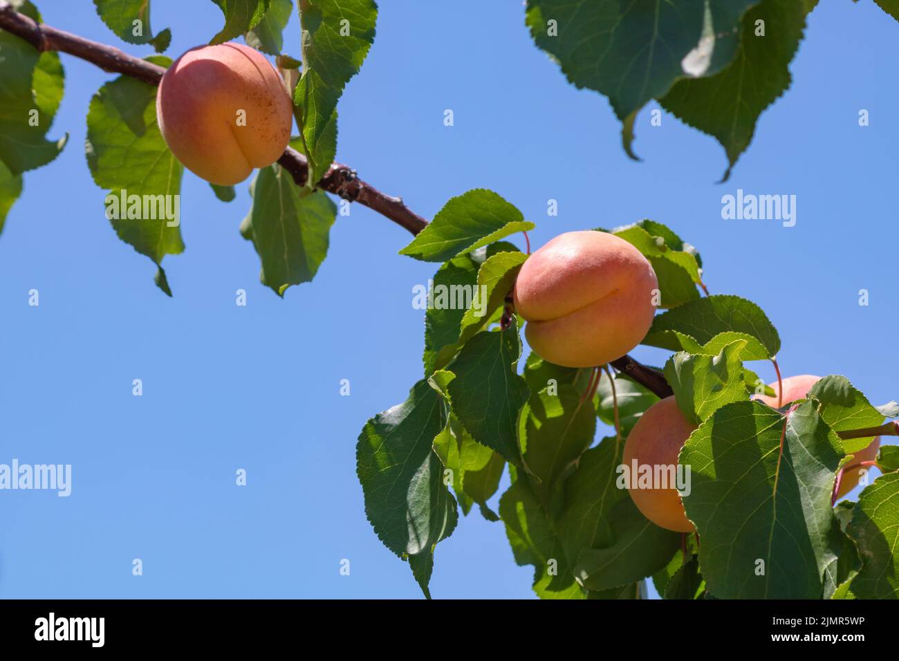 Apricots on the branch. Organic raw fruits background photo. Vegan foods concept. Stock Photo