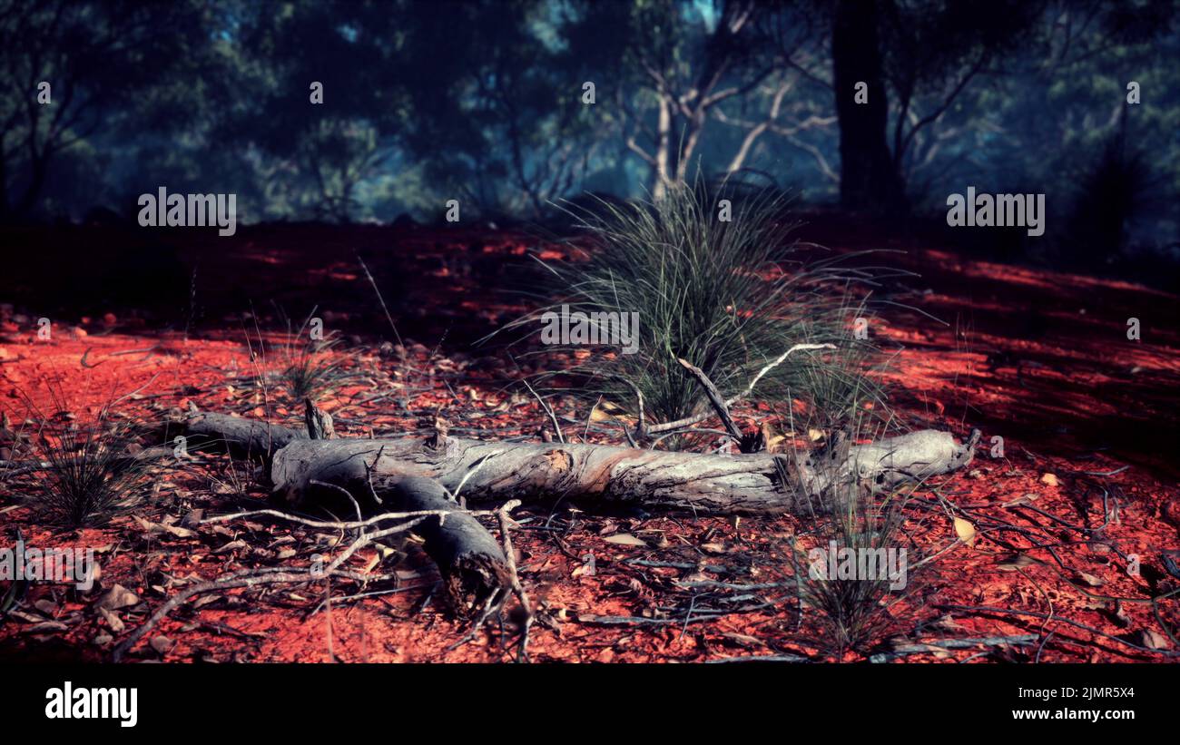 Dirt track through Angophora and eucalyptus forest Stock Photo