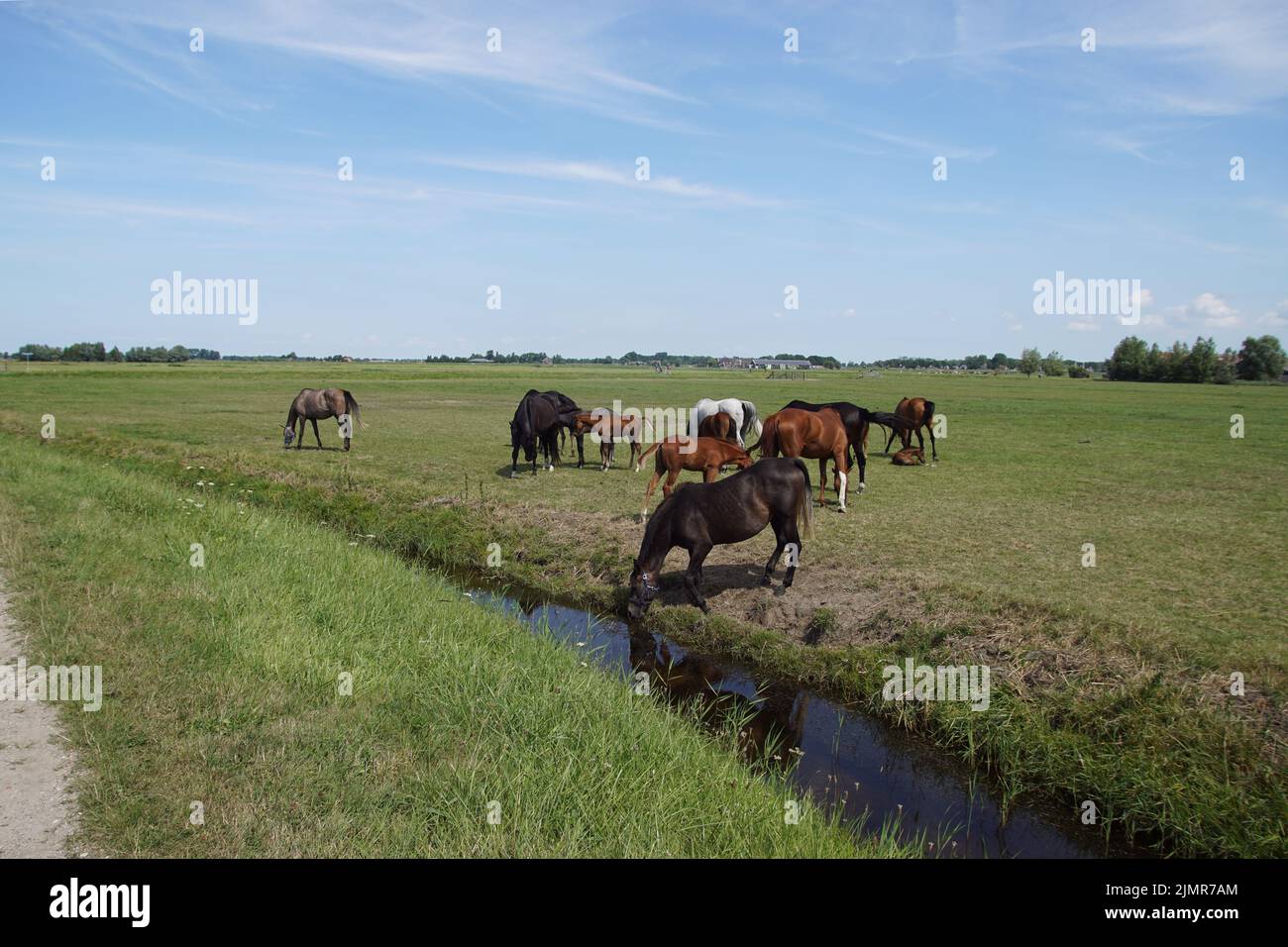 Pasture landscape. Horses grazing in the meadow, drinking the water in a ditch. Summer in the Netherlands. Near the village Bergen in North Holland Stock Photo