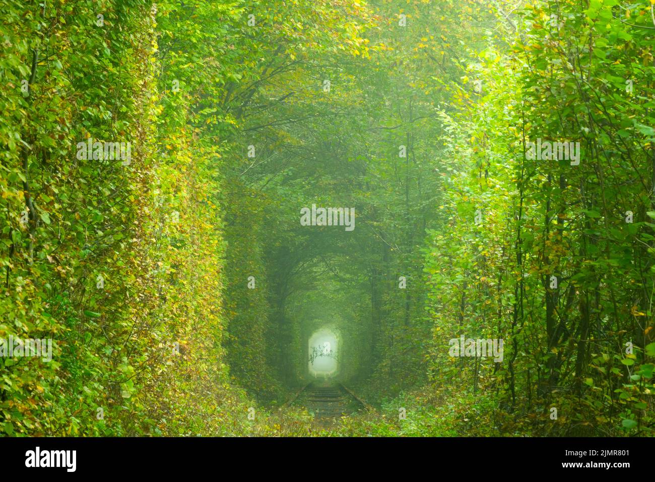 Summer Tunnel of Love in Ukraine Stock Photo