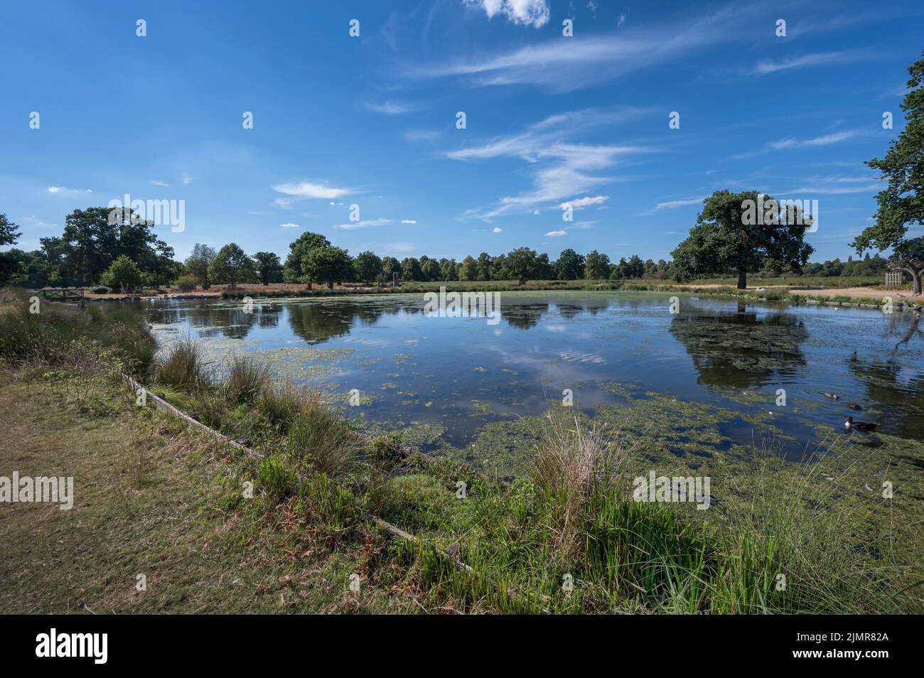 Low water level at ponds in Bushy Park after long hot dry summer of 2022 Stock Photo