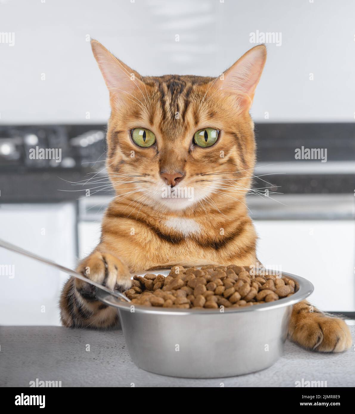 Hungry Bengal cat at the table during lunch Stock Photo Alamy