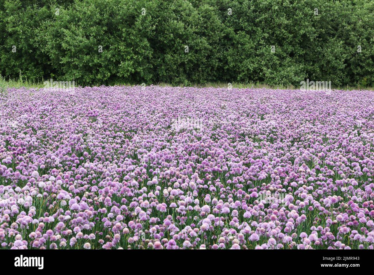 Flowering onion field in Denmark Stock Photo Alamy