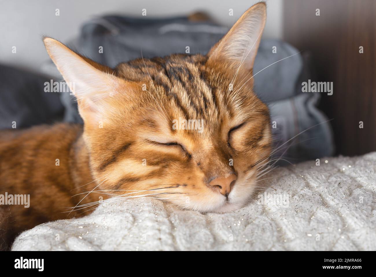 Bengal cat sleeps on a knitted white sweater. Stock Photo