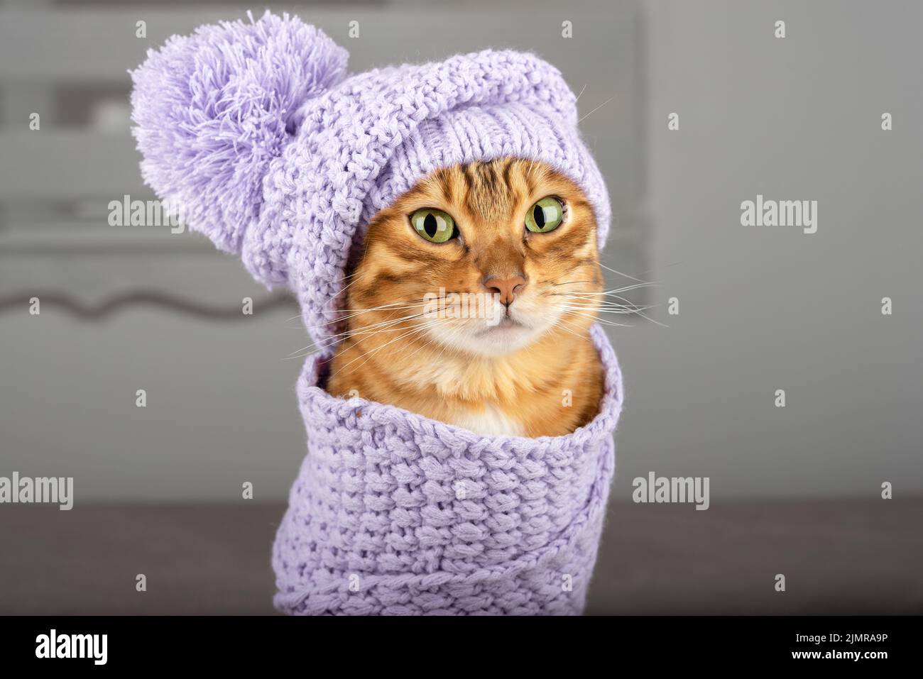 Domestic cat on the background of the room with a beret on his head. Stock Photo
