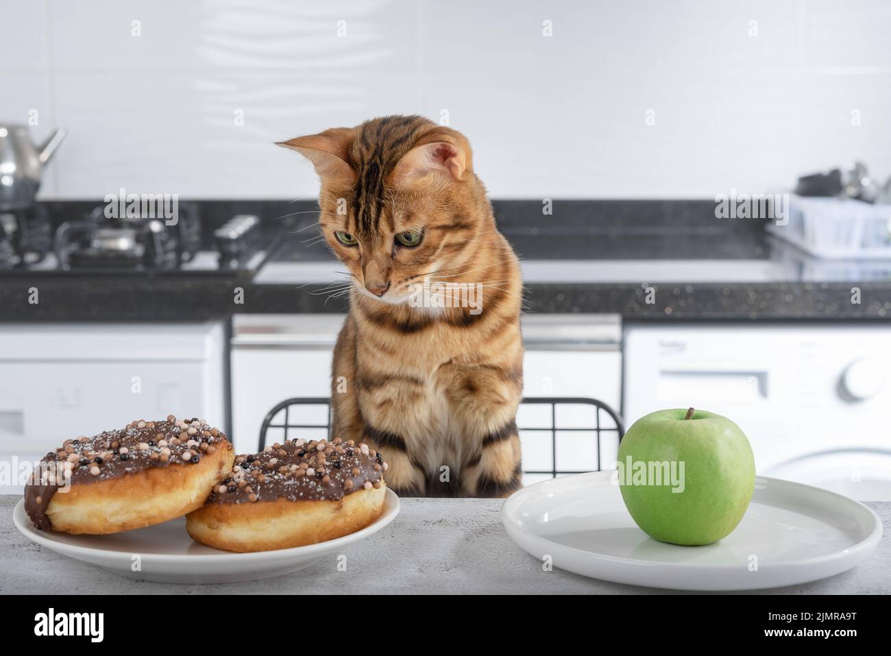 Domestic cat in the kitchen before choosing food Stock Photo Biology Diagrams