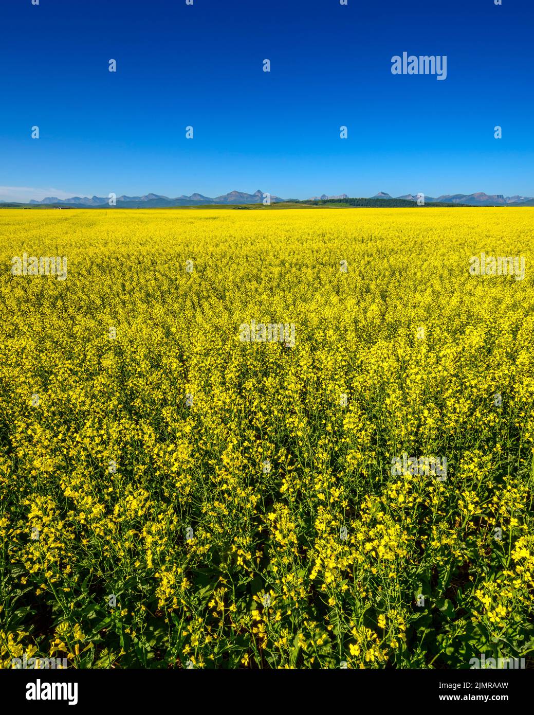 A field of bright yellow canola (Brassica napus) in bloom near the Rocky Mountains in southwestern Alberta Stock Photo