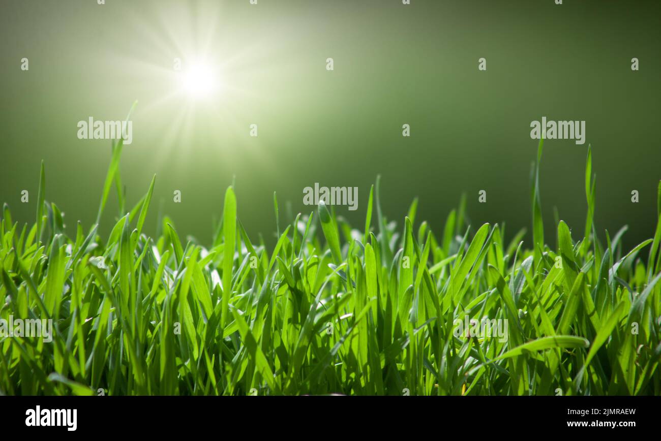 Green grass natural background with selective focus Stock Photo