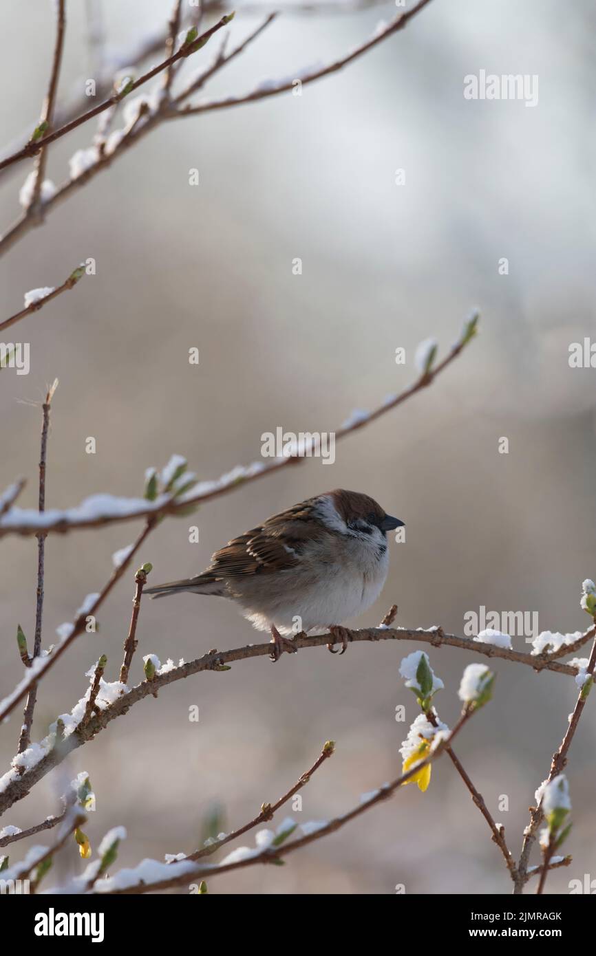 A Tree Sparrow (Passer Montanus) Perched on a Forsythia Branch with Snow in Spring Stock Photo