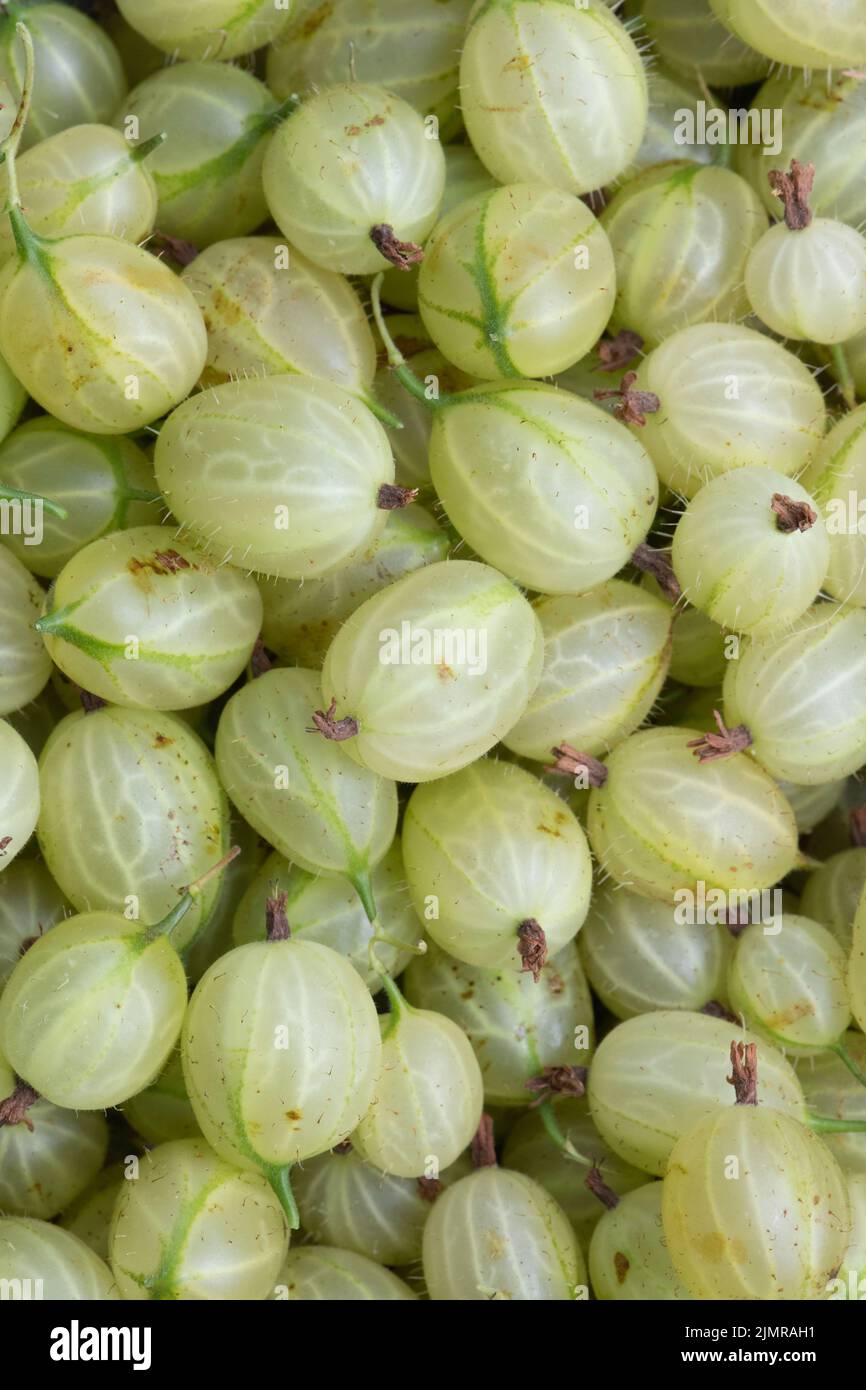 Home Grown Green Invicta Gooseberries (Ribes Uva-Crispa) Stock Photo