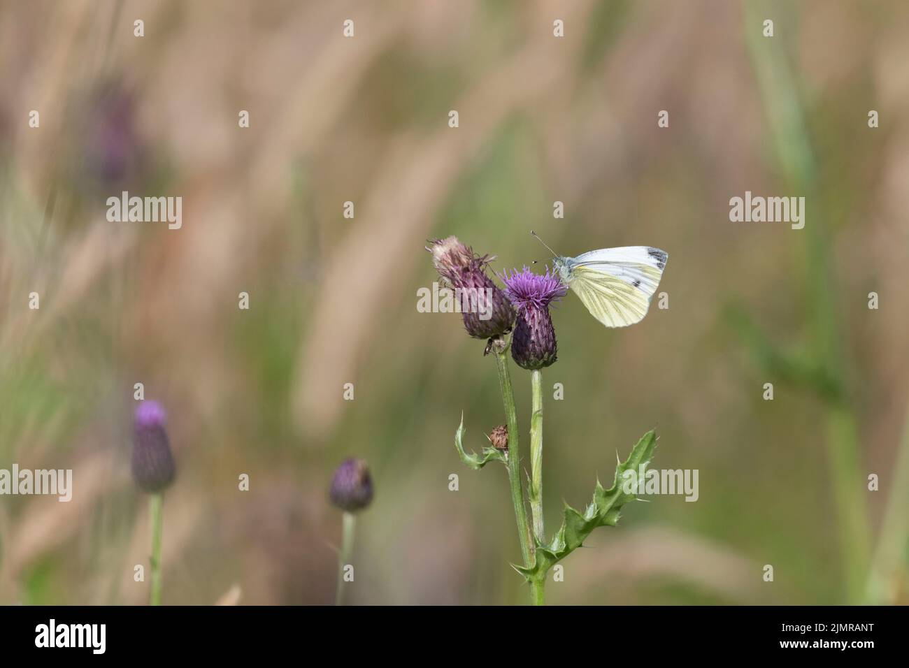 A Green-Veined White Butterfly on a Creeping Thistle Flowerhead (Cirsium Arvense) in a Wildflower Meadow Stock Photo