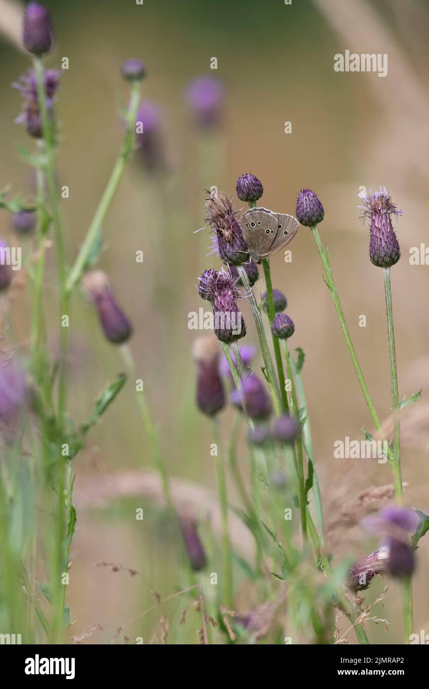 A Ringlet Butterfly (Aphantopus Hyperantus) Amongst Creeping Thistle Flowerheads (Cirsium Arvense) in a Meadow Stock Photo