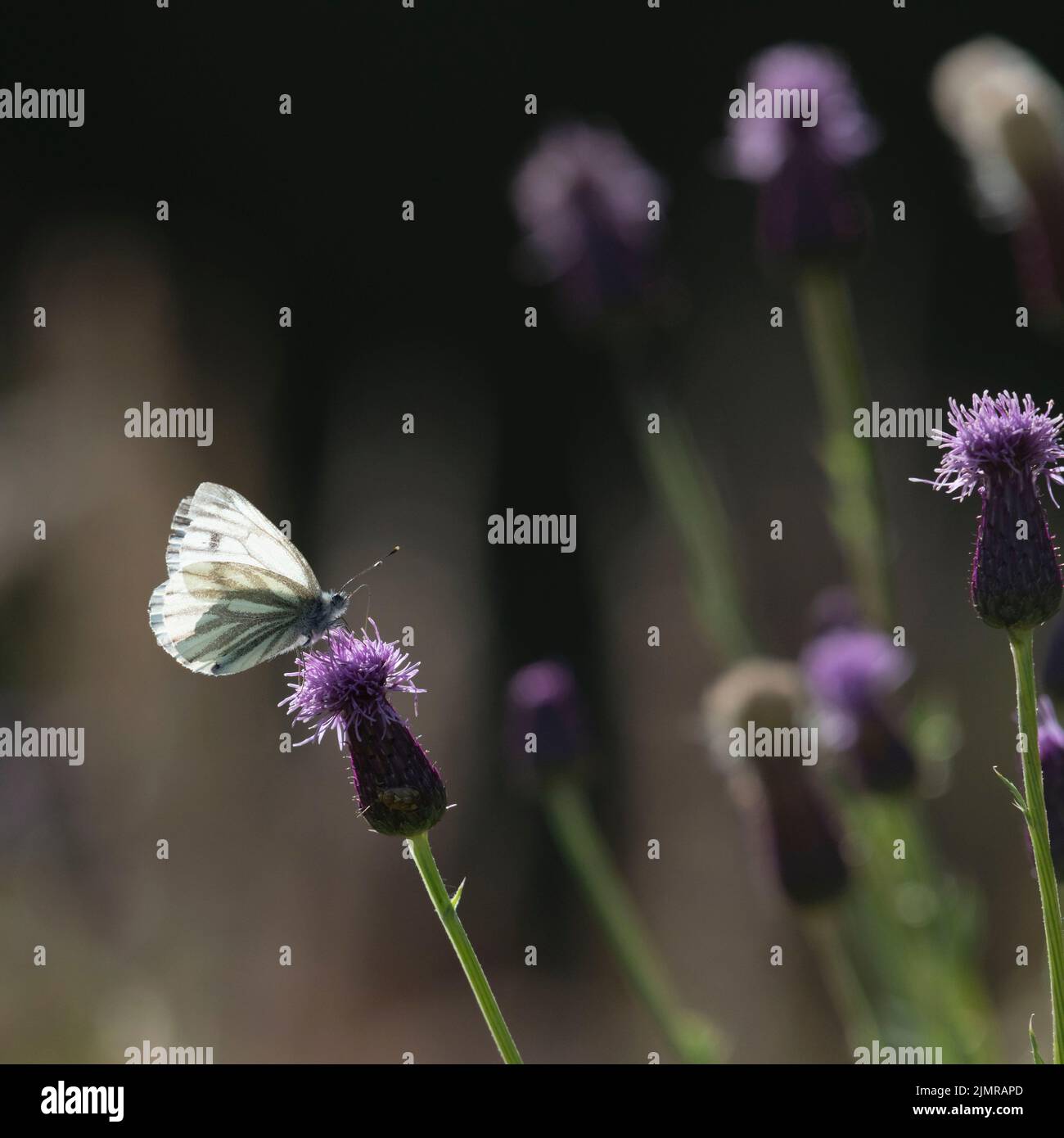 A Green-veined White Butterfly (Pieris Napi) Basking in Summer Sunshine on a Creeping Thistle (Cirsium Arvense) Flower Stock Photo