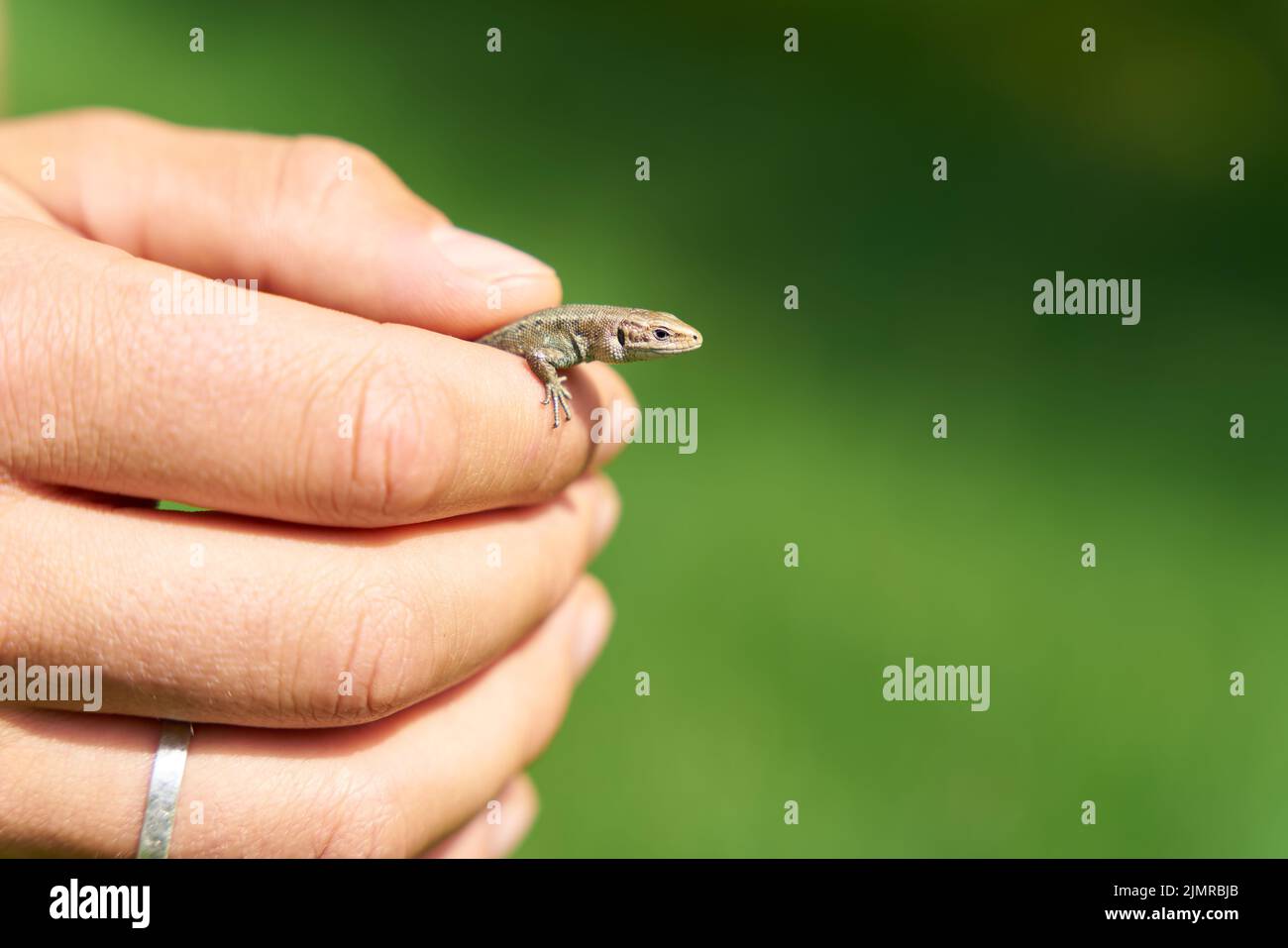 Viviparous lizard, Zootoca vivipara in the hands of a specialist to measure and identify the species Stock Photo