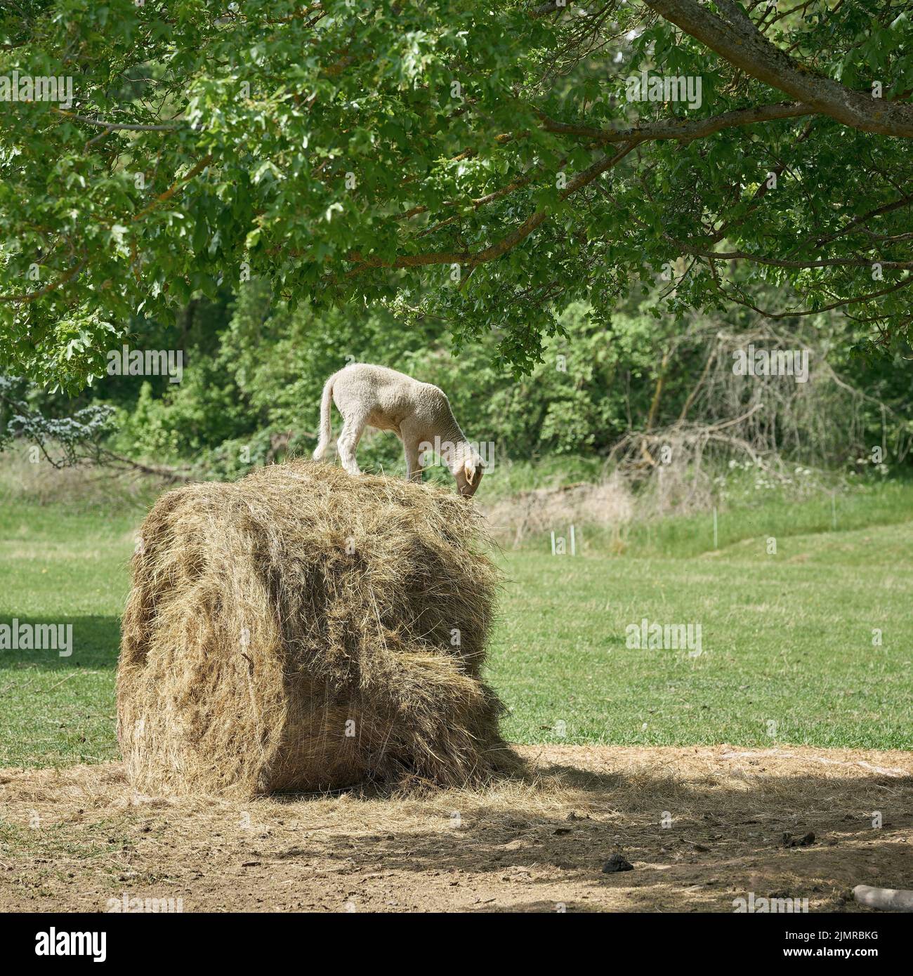 Young lamb stands on hay bale and eats Stock Photo
