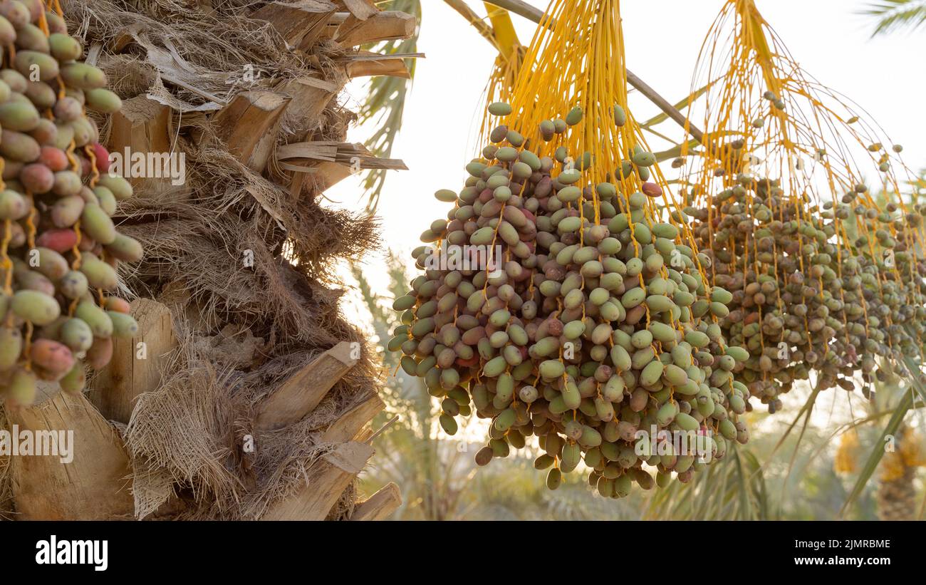 Plantation of date palms, agriculture industry in desert areas of the Middle East Stock Photo