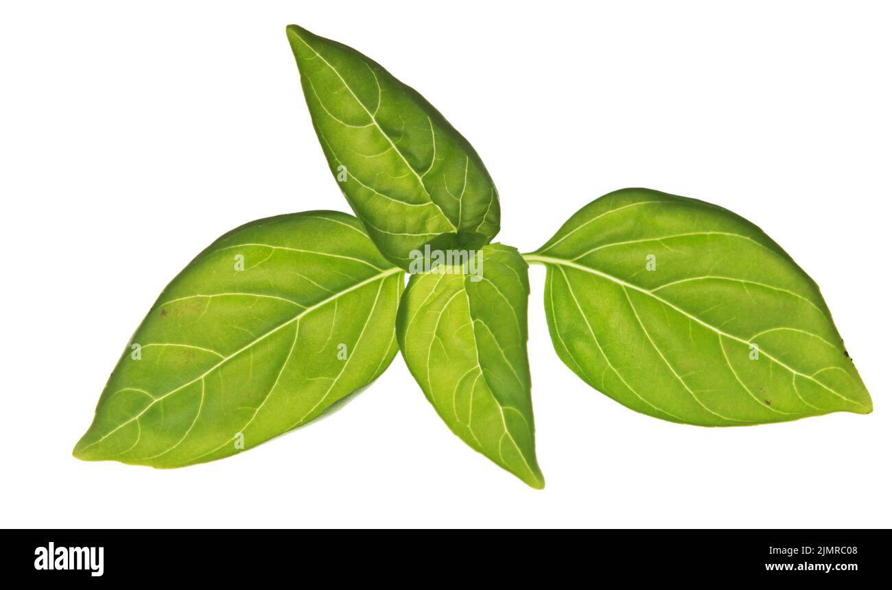 Basil on white Stock Photo