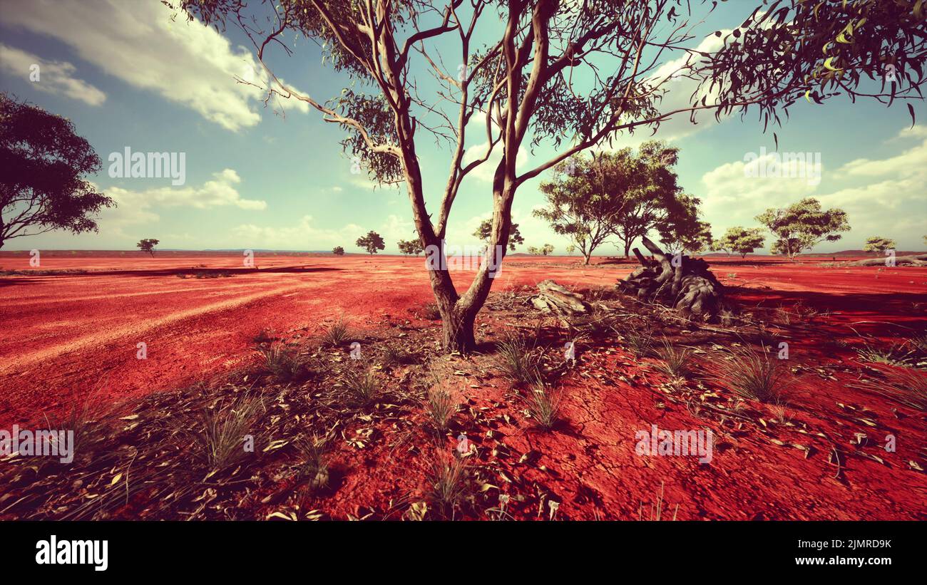Acacia tree in the open savanna plains of East Africa Botswana Stock Photo