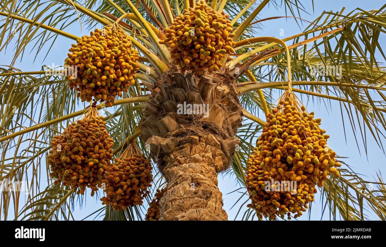 Plantation of date palms, agriculture industry in desert areas of the Middle East Stock Photo