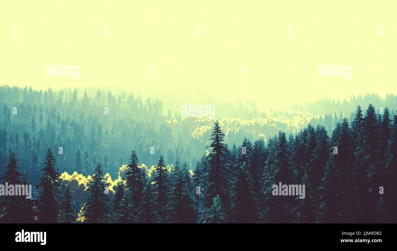 Sunlight in spruce forest in the fog on the background of mountains at sunset Stock Photo