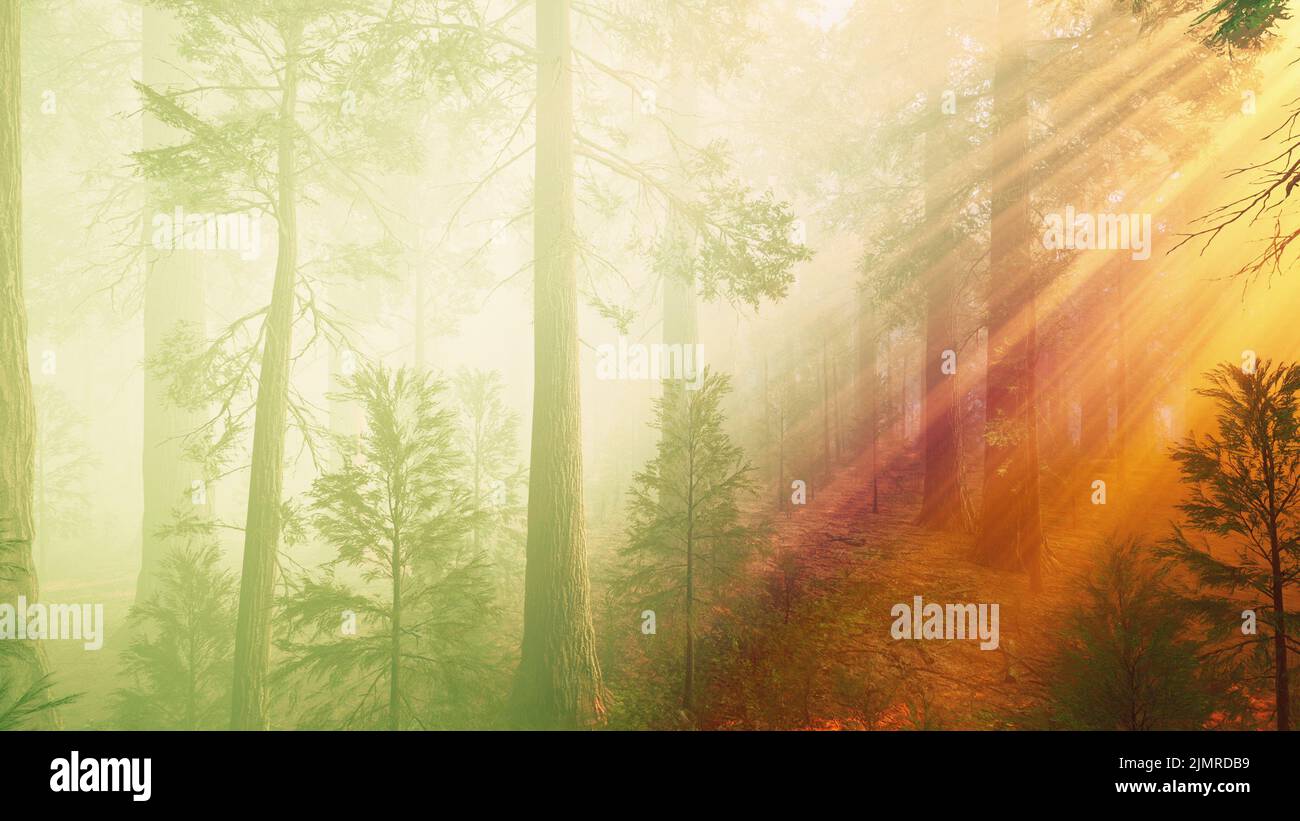 Morning fog in the giant sequoias forest Stock Photo
