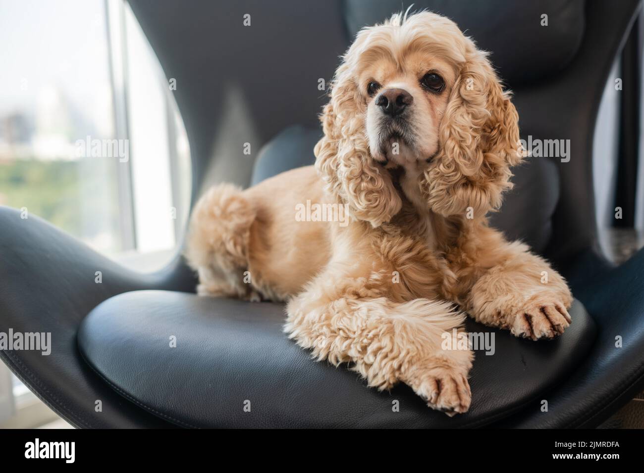American Cocker Spaniel on a black leather chair against the background
