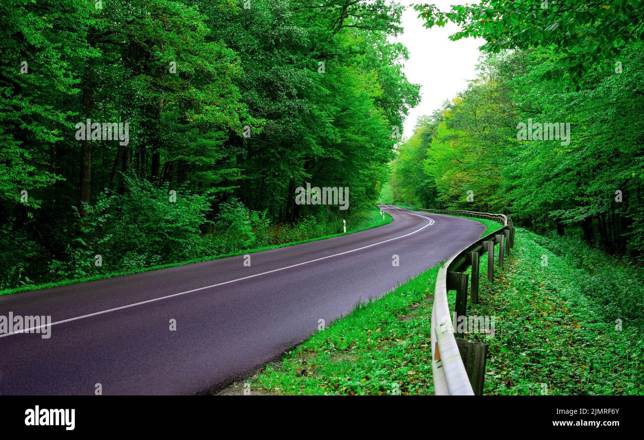 A wet asphalt road leading through a green forest Stock Photo - Alamy