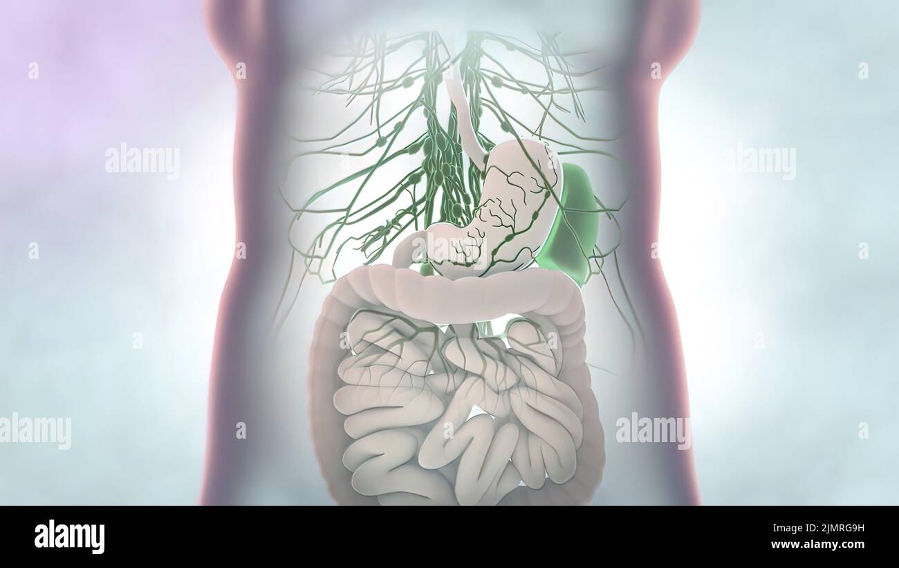 Human liver anatomy hi-res stock photography and images - Alamy