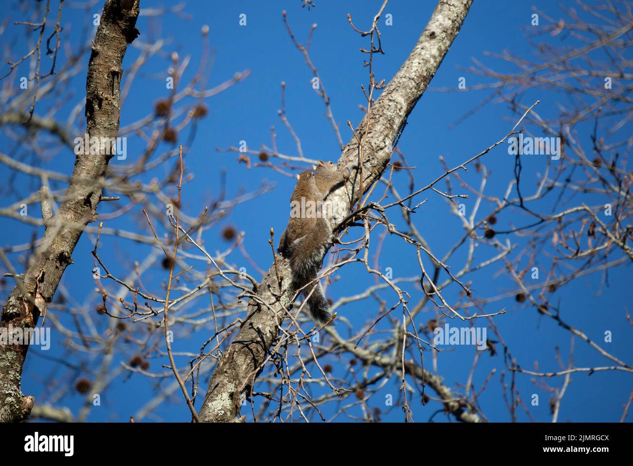 Pair of eastern gray squirrels (Sciurus carolinensis) mating in a tree Stock Photo