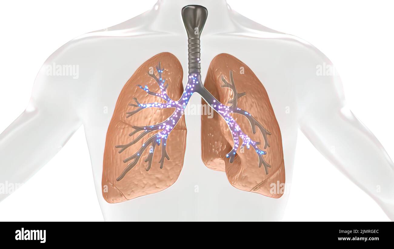 Lungs bronchus air flow hires stock photography and images Alamy