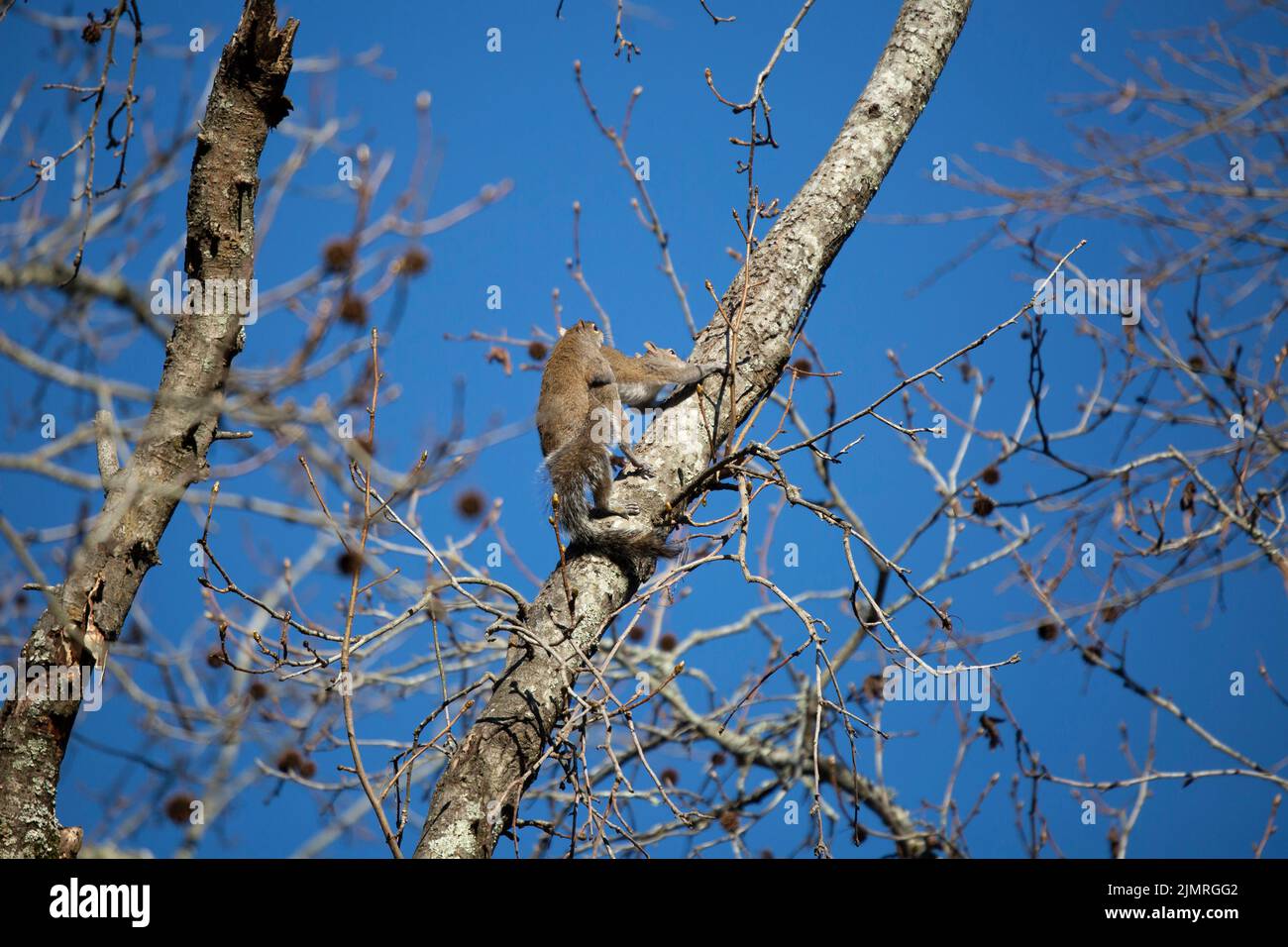 Pair of eastern gray squirrels (Sciurus carolinensis) mating in a tree Stock Photo