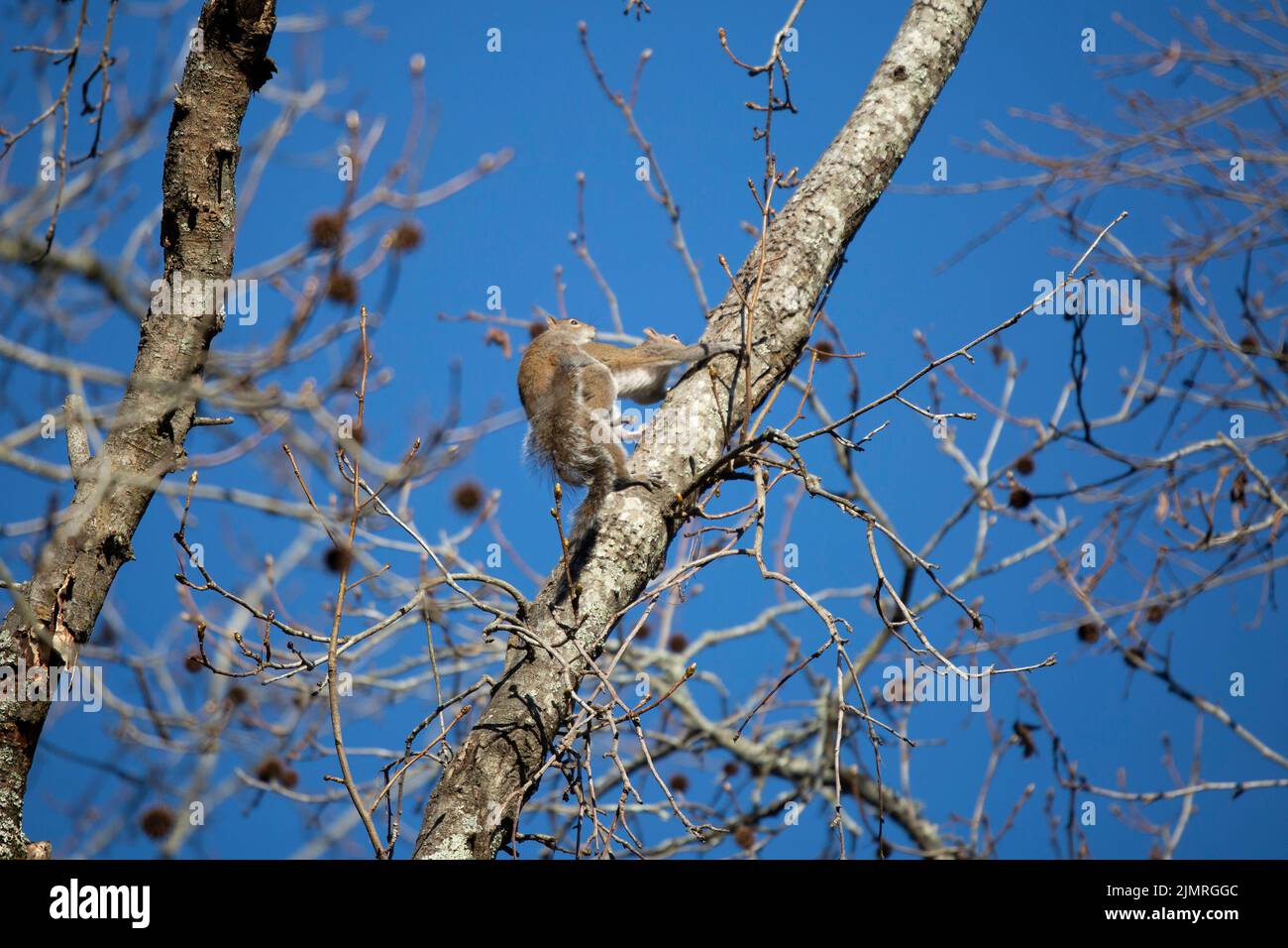 Pair of eastern gray squirrels (Sciurus carolinensis) mating in a tree Stock Photo