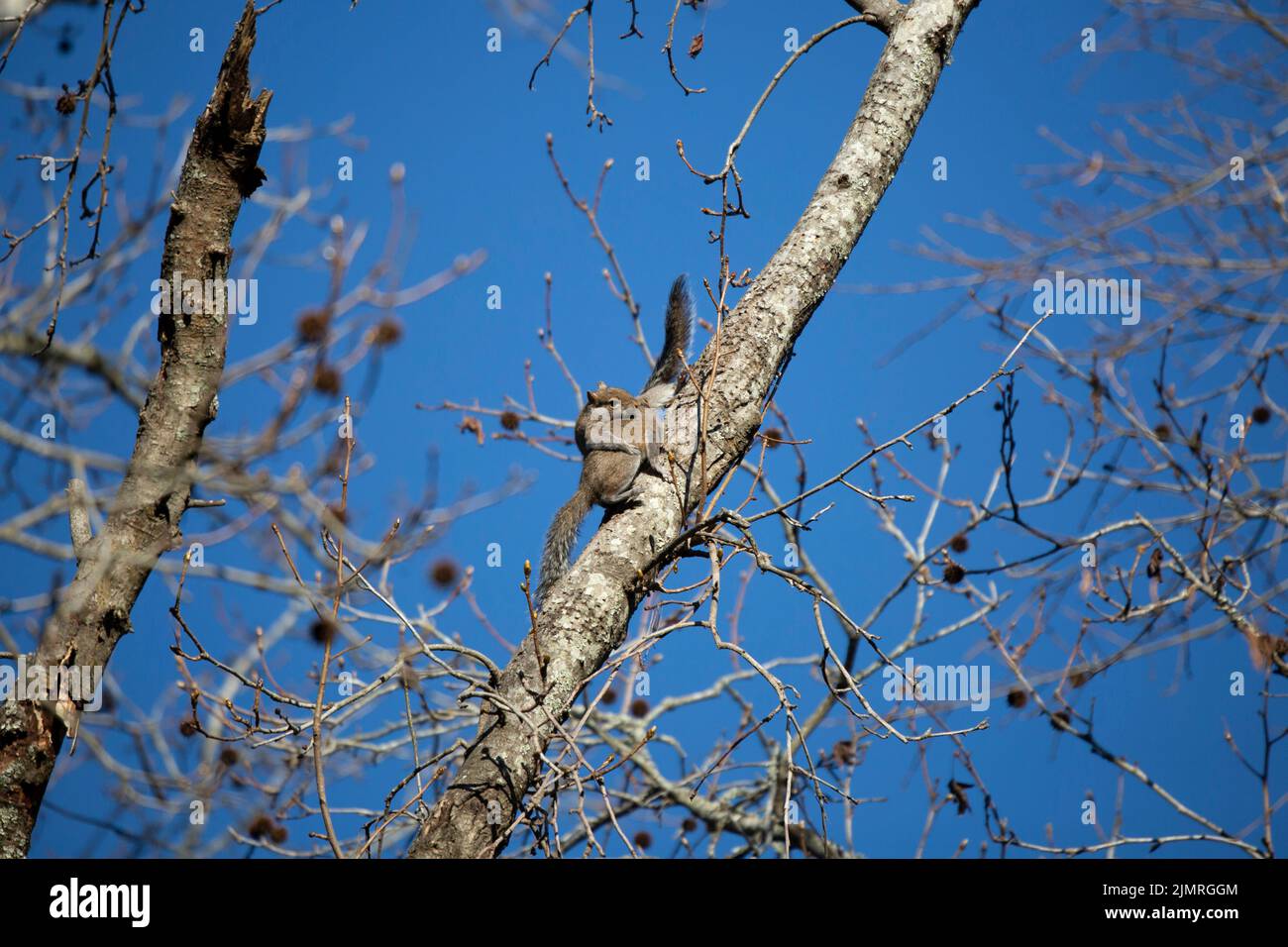 Pair of Eastern gray squirrels (Sciurus carolinensis) mating on a tree Stock Photo