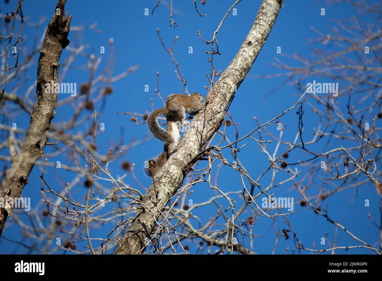 Pair of Eastern gray squirrels (Sciurus carolinensis) mating on a tree Stock Photo