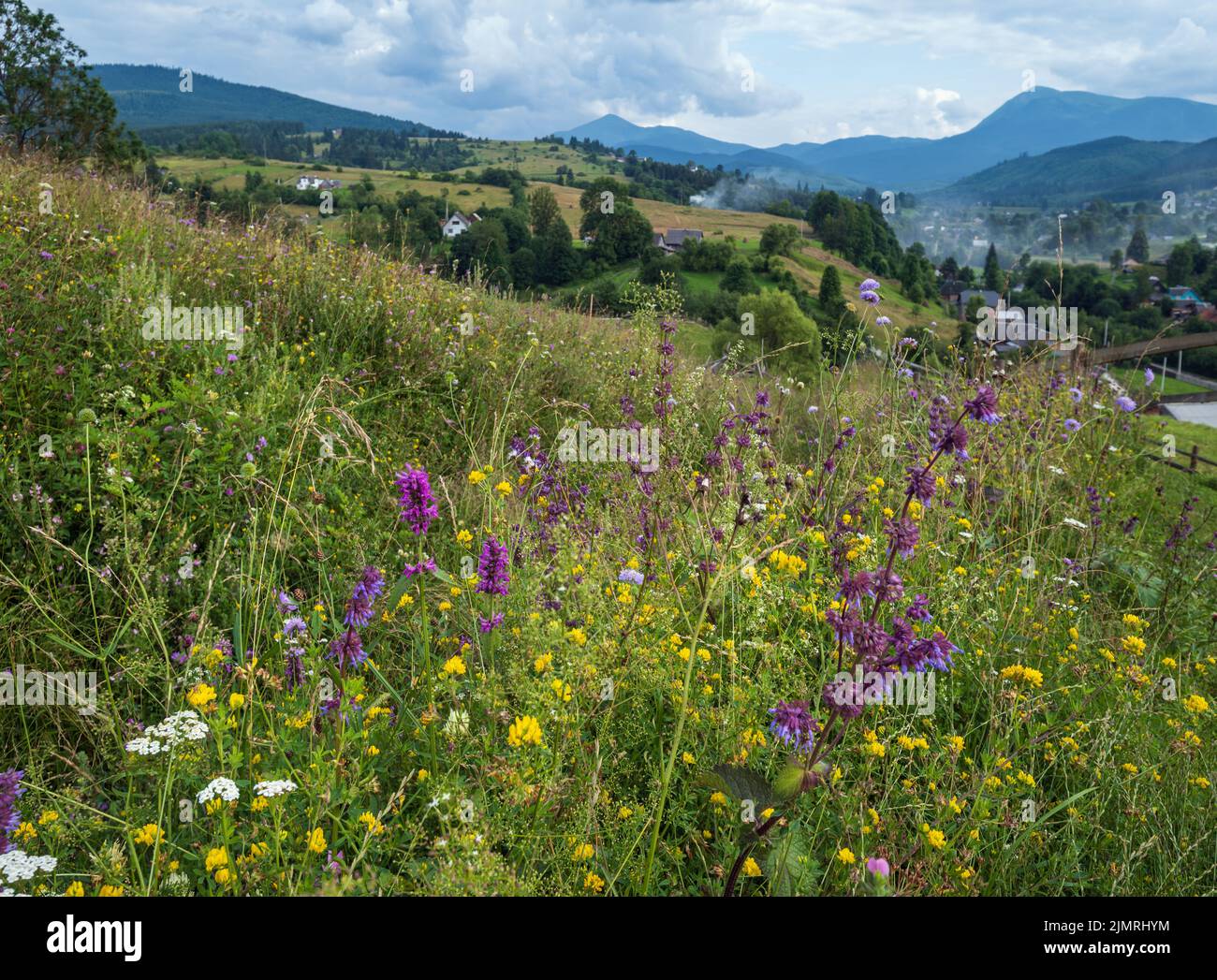 Carpathian mountain countryside summer meadows with beautiful wild flowers Stock Photo