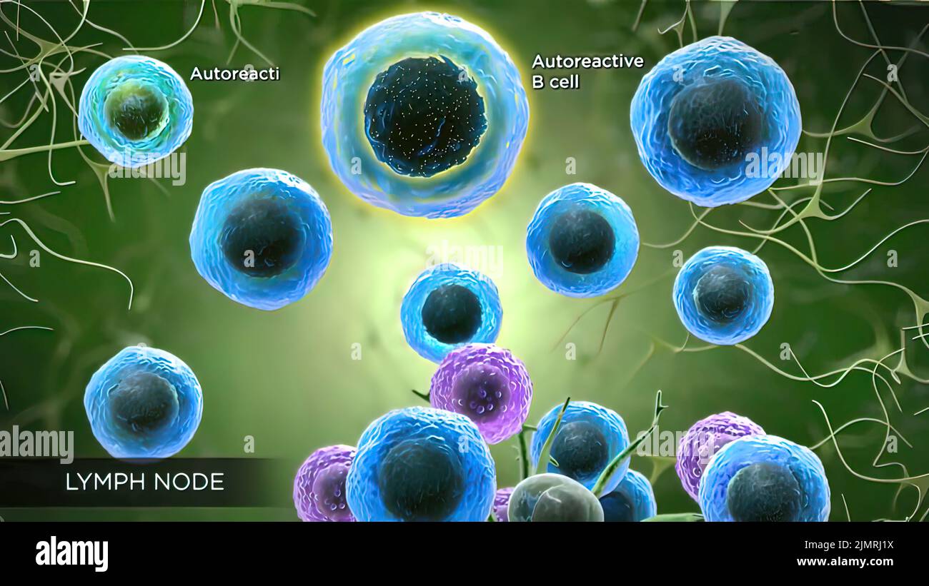 Medical illustration lymph nodes hires stock photography and images