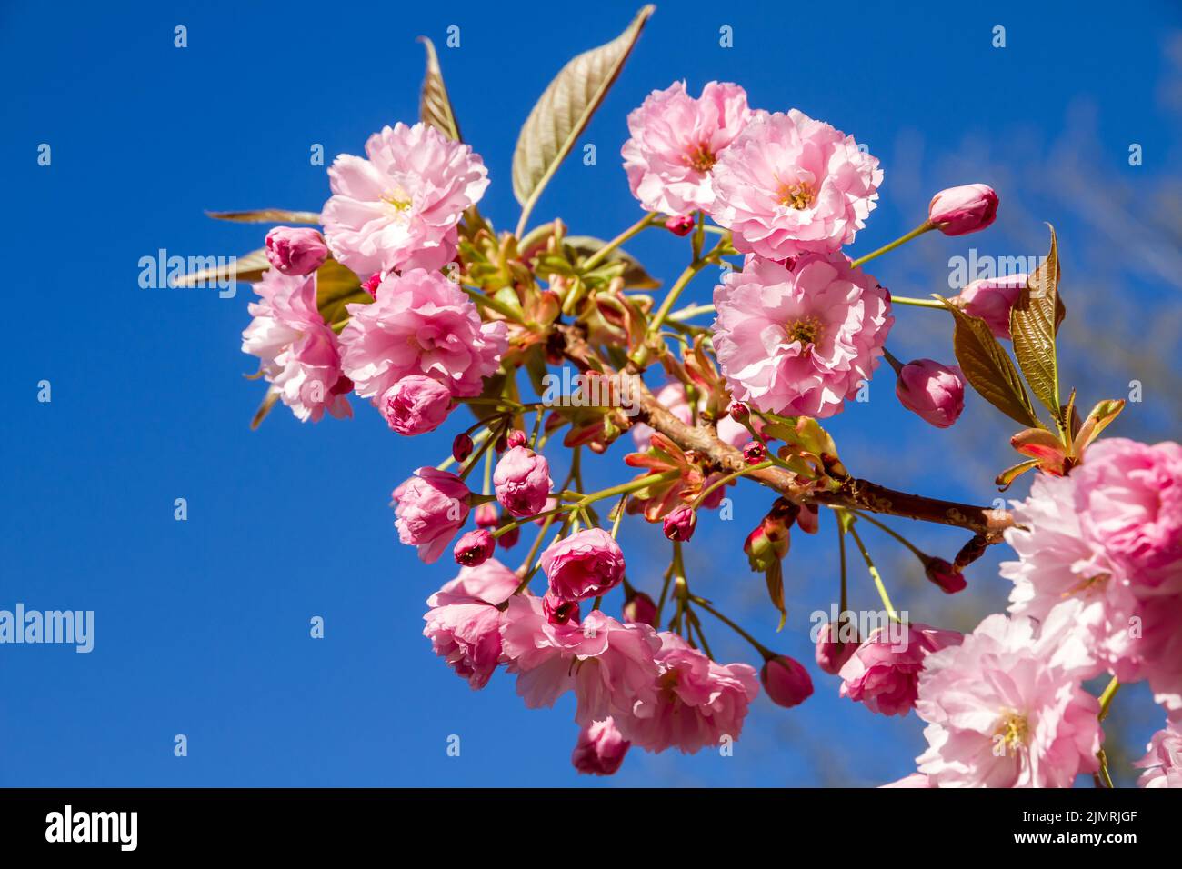 Japanese cherry blossom in spring. Closeup view Stock Photo