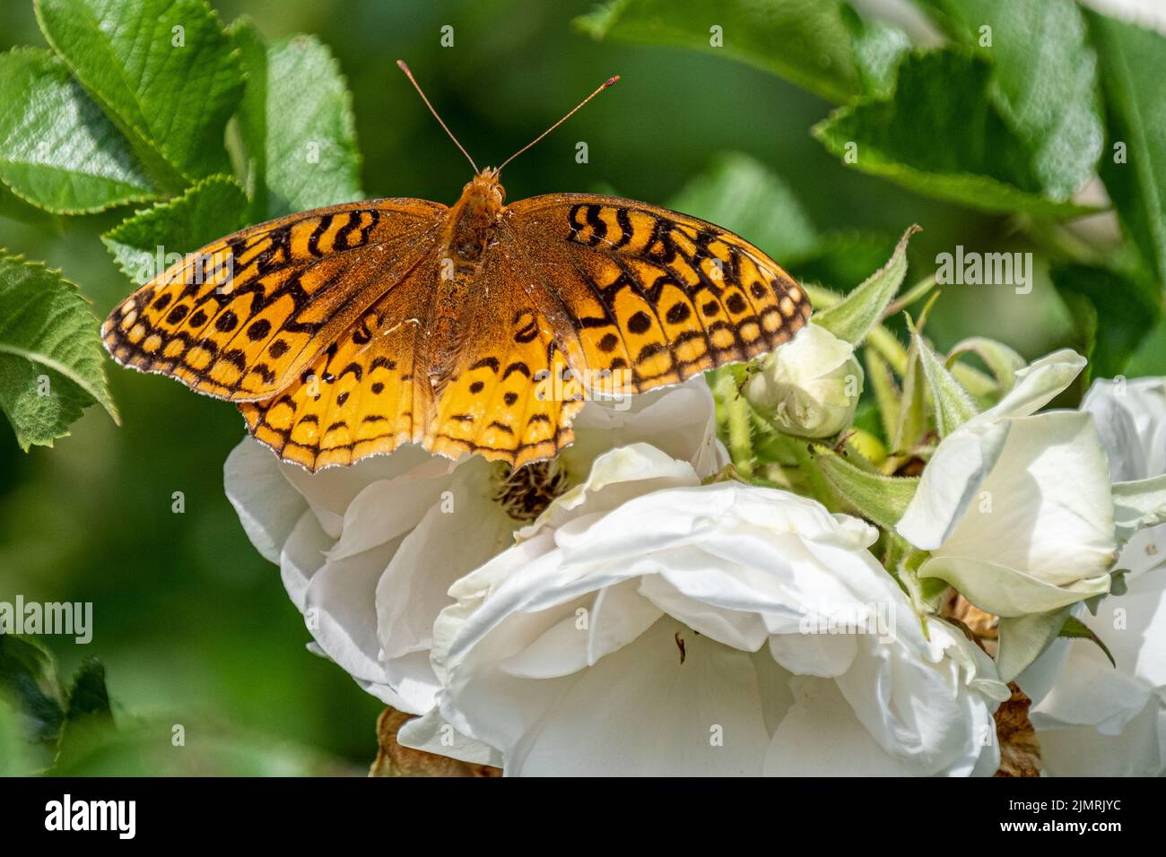 A Meadow fritillary on a white rose Stock Photo