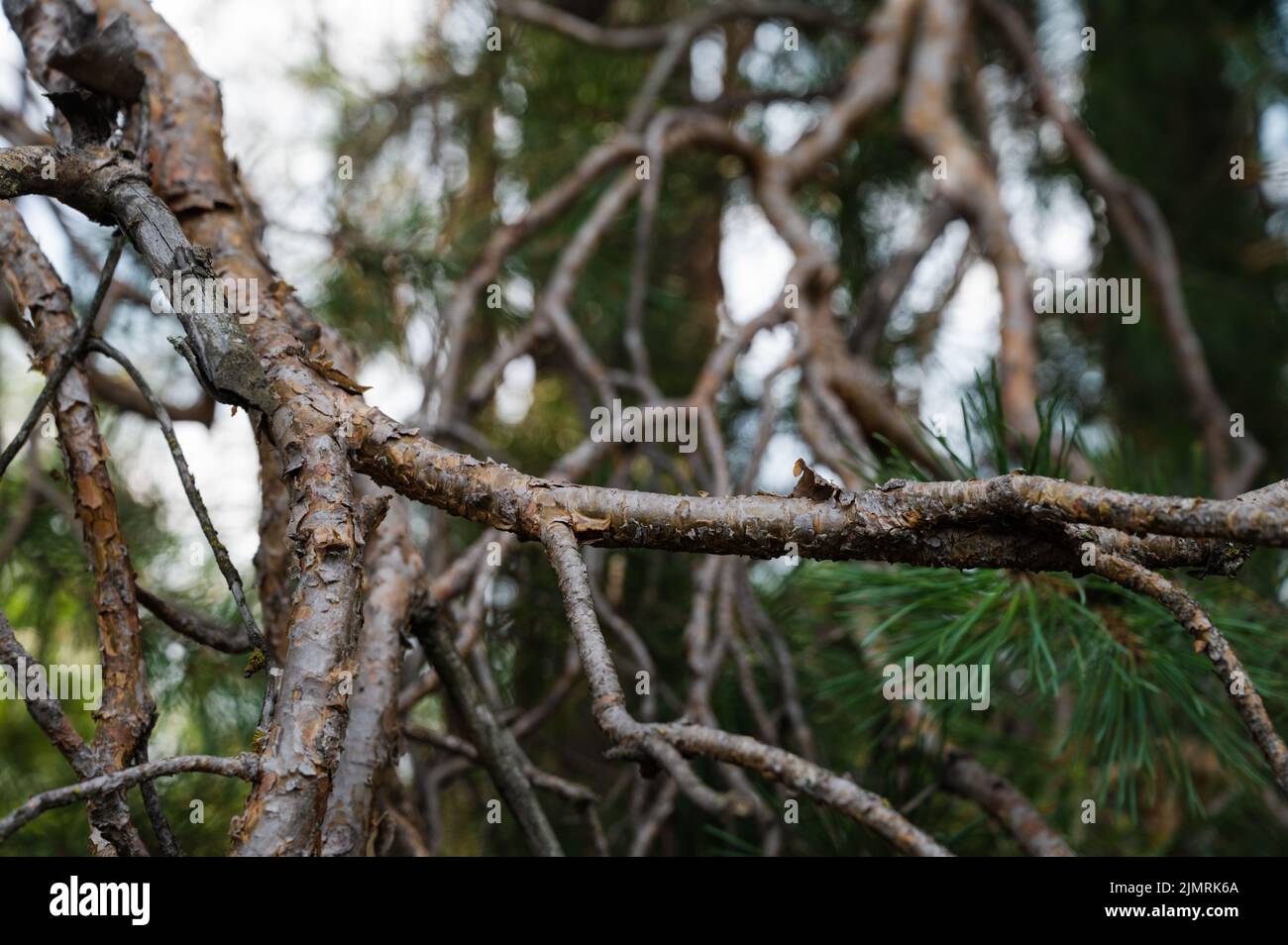Beautiful Nature Background Dry Crooked Branches Stock Photo Alamy beautiful-nature-background-dry-crooked-branches-stock-photo-alamy