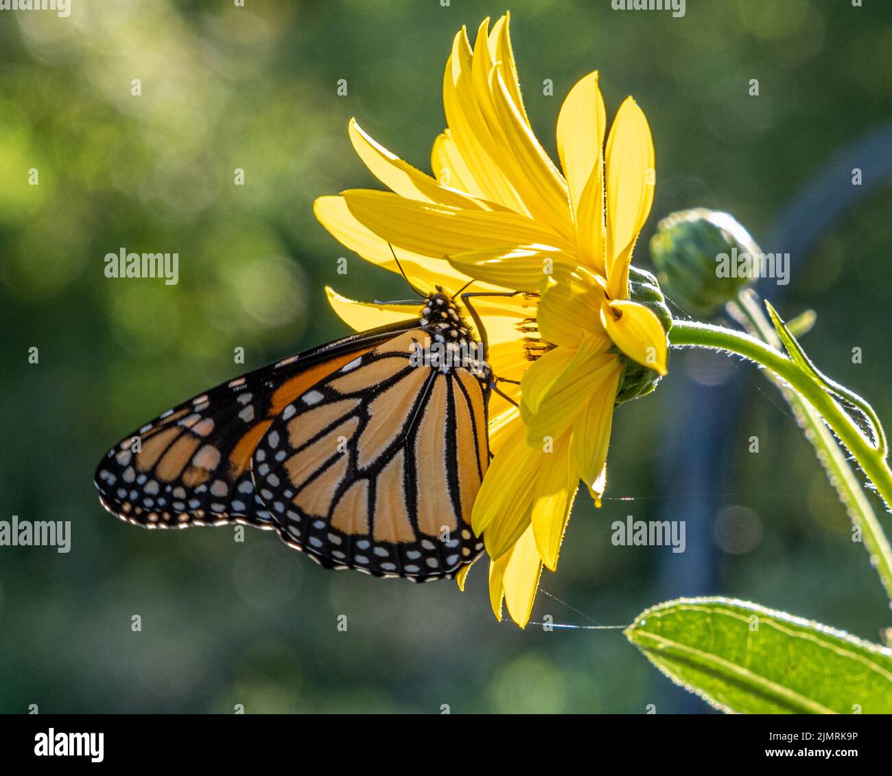 A monarch butterfly on a yellow daisy Stock Photo