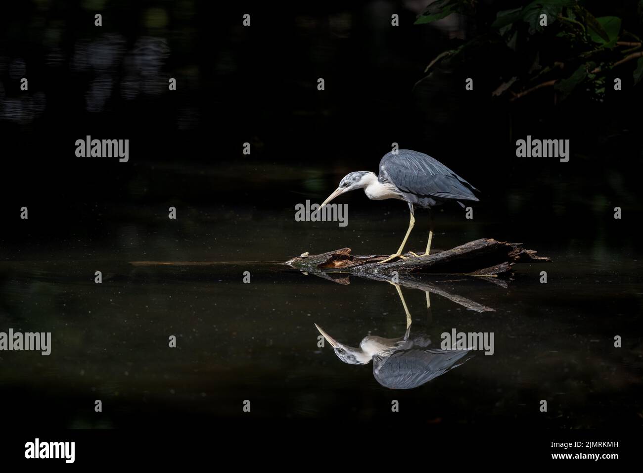 A Pied Heron and perfect reflection stand motionless on a semi- submerged log staring intently at a possible next meal at Port Douglas in Australia. Stock Photo
