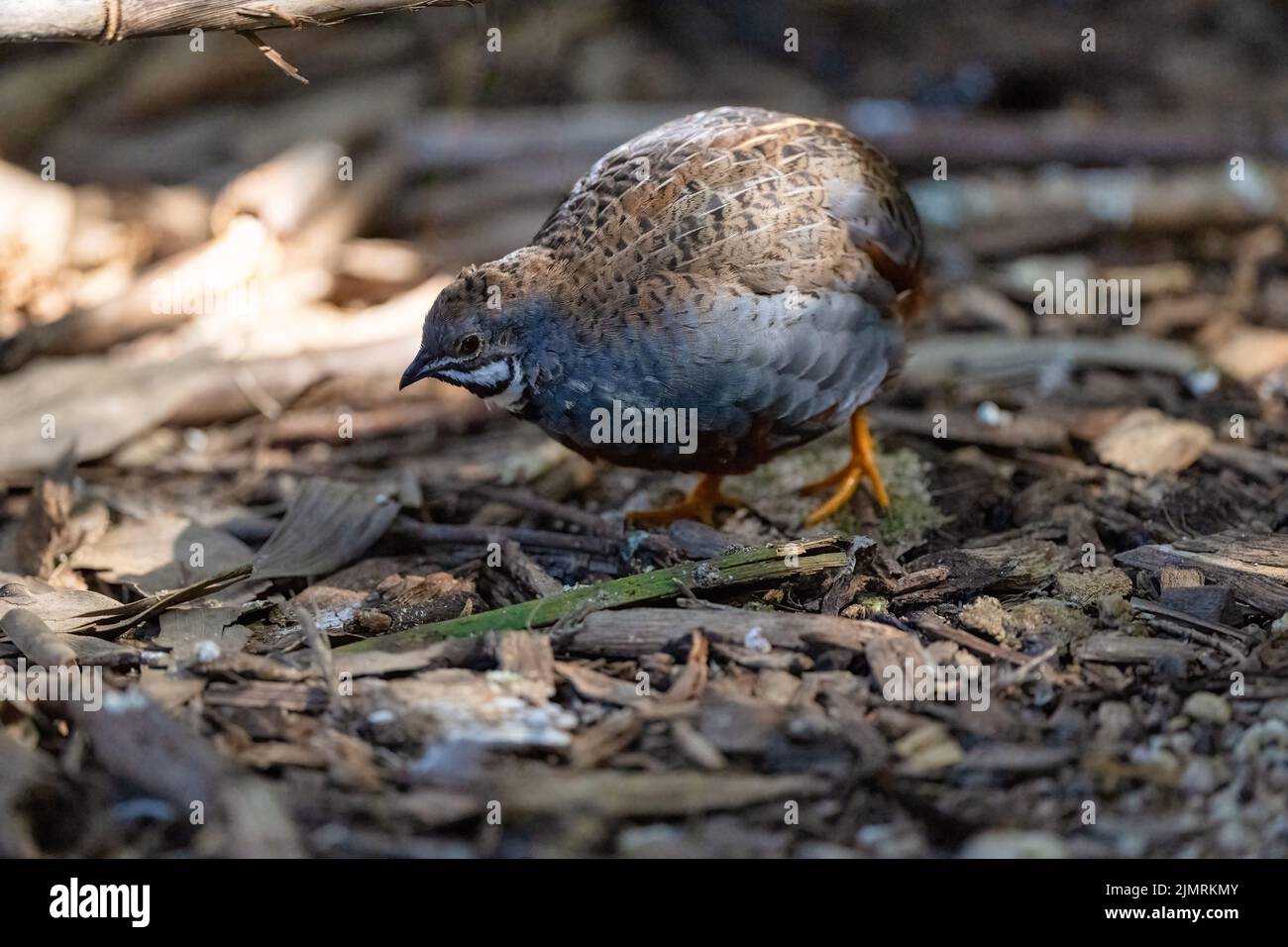 Male King Quail (Coturnix chinesis) forages the forest floor for a meal at a Nature conservancy in Port Douglas, Queensland in Australia. Stock Photo