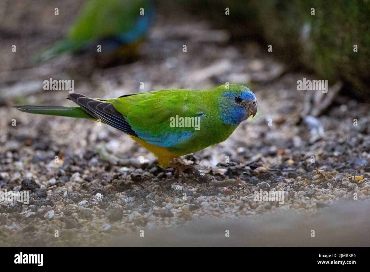 A female Doule-eyed Fig-parrot forages for food on the ground in Port Douglas, Queensland in Australia. Stock Photo