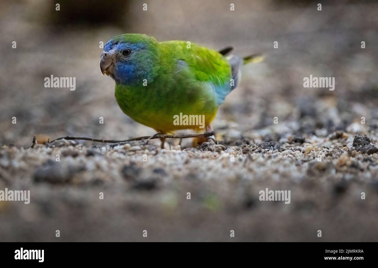A female Doule-eyed Fig-parrot forages for food on the ground in Port Douglas, Queensland in Australia. Stock Photo