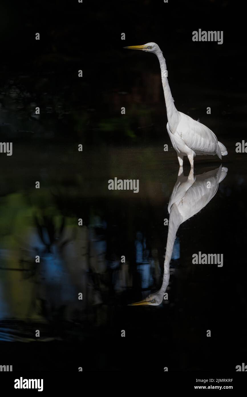 An Eastern Great Egret stands leg deep in water with a perfect reflection scanning for prey in a waterhole in Port Douglas, Queensland in Australia. Stock Photo
