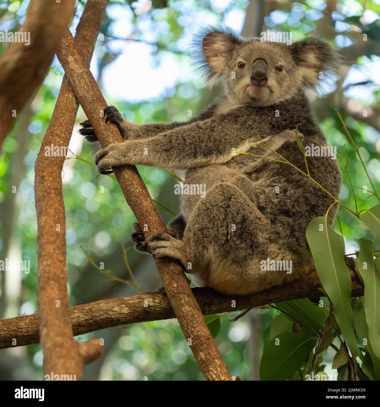 A mother Koala sits resting on a branch of a gum-tree protectively cuddling its joey in Port Douglas, Queensland, Australia. Stock Photo