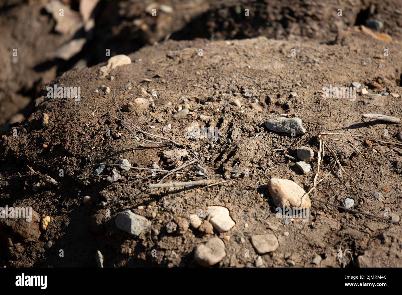 Common raccoon (Procyon lotor) tracks in rocky dirt Stock Photo