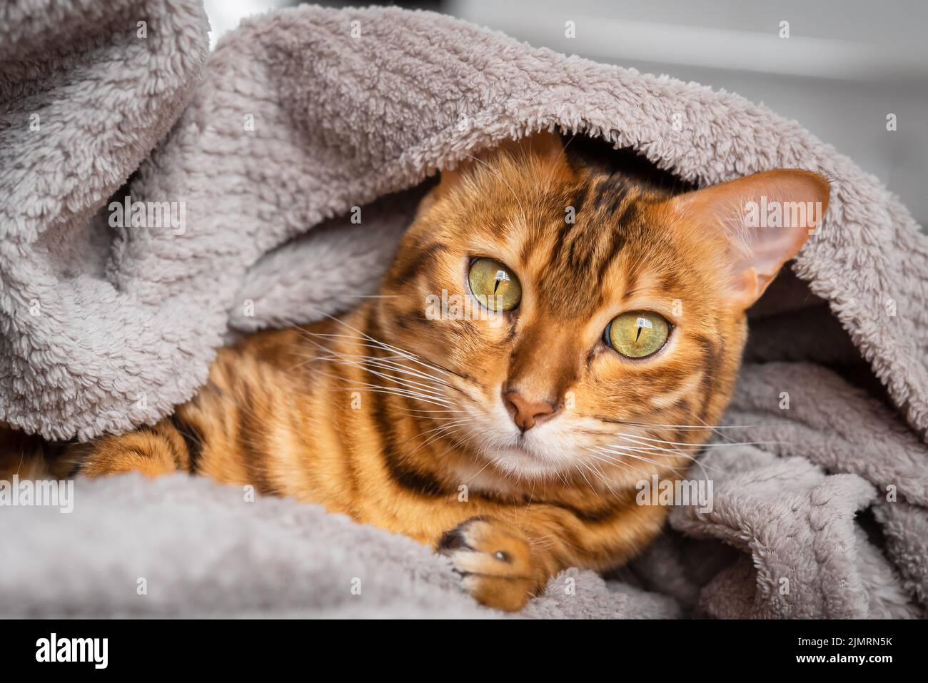 470+ Cat Hiding Inside The Blanket Stock Photos, Pictures