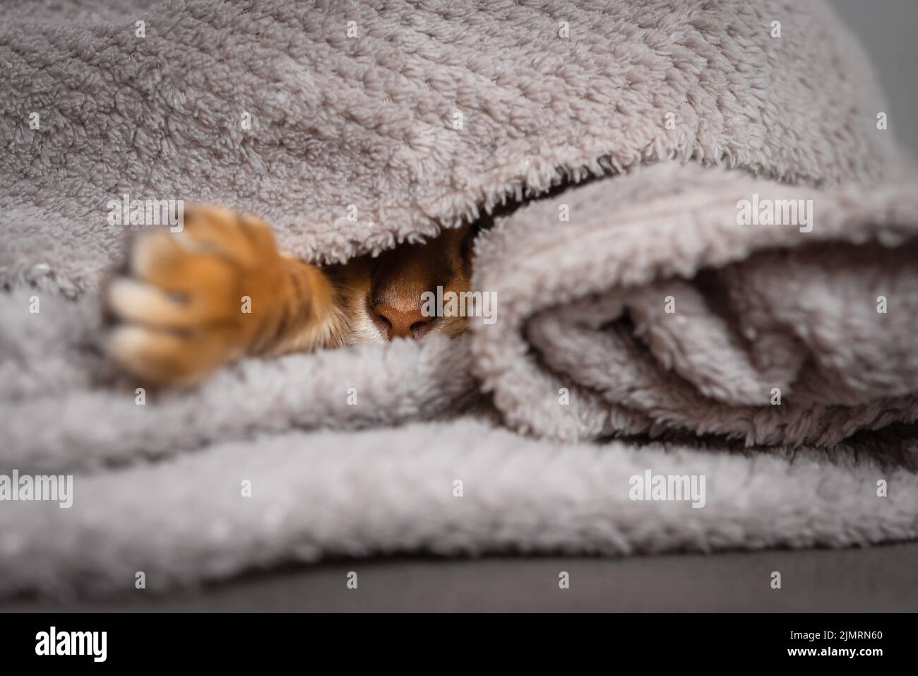 The nose and paw of a red cat sticking out from under the blanket. Stock Photo