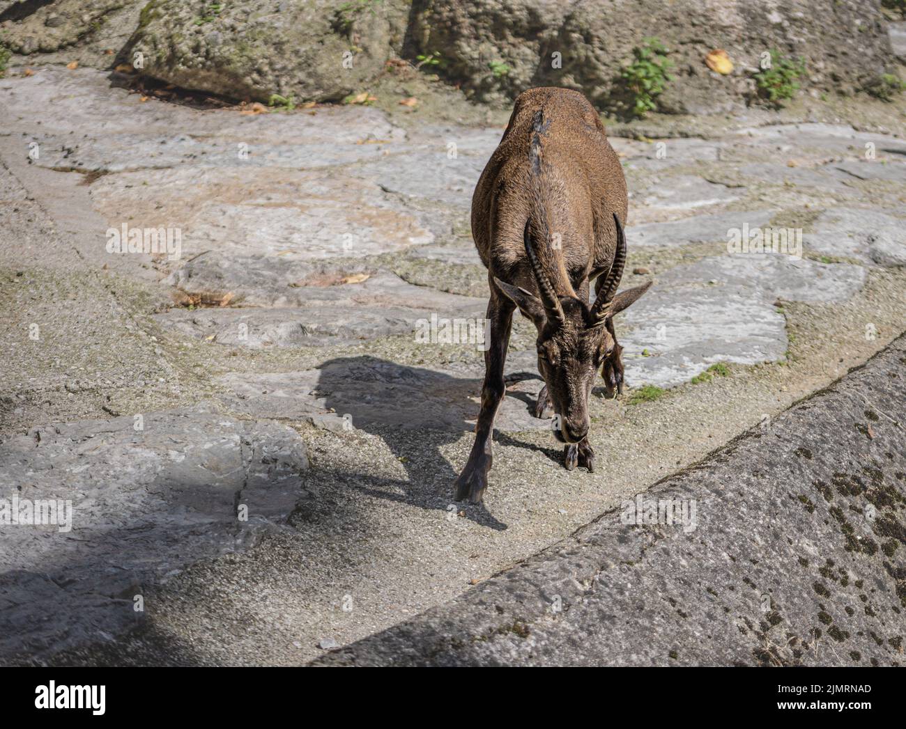 Alpine ibex - Capra ibex at Sa also known as steinbock or bouquetin at Salzburg Zoo Stock Photo